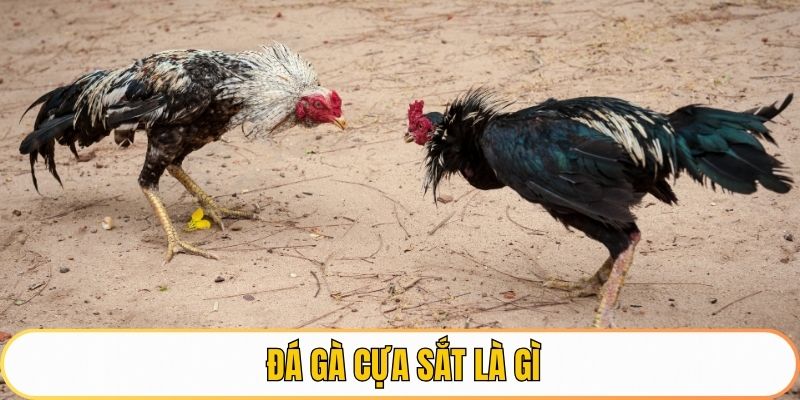 Đá gà cựa sắt là gì?